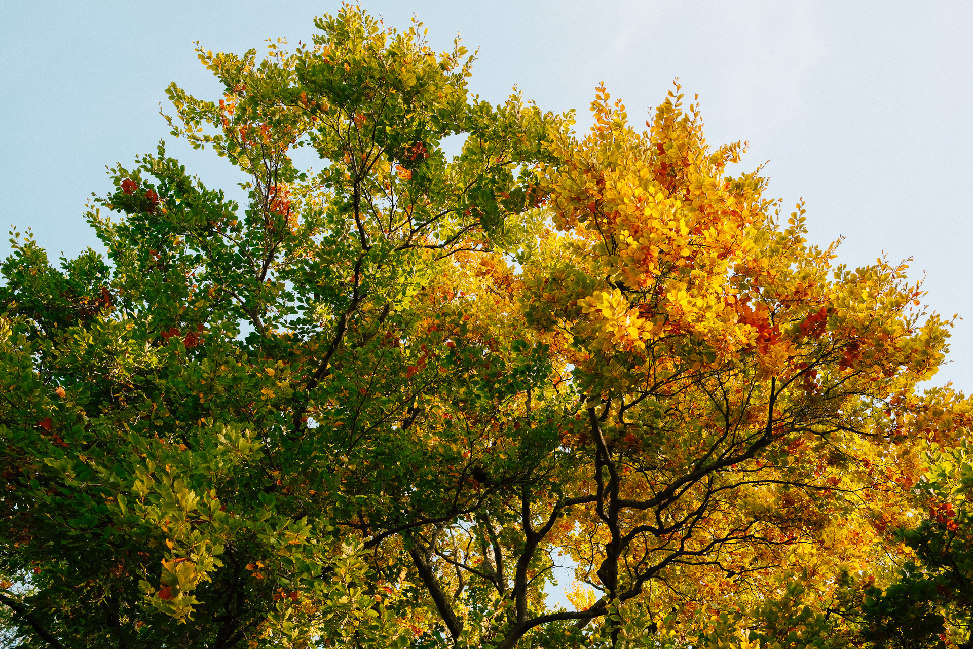 Trees in color